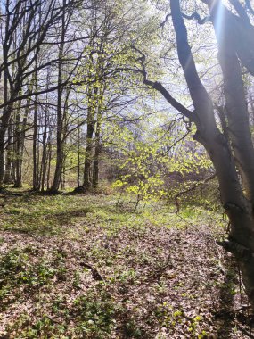 Bahar manzarası Vitosha Dağı, Sofya Şehir Bölgesi, Bulgaristan