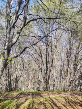 Bahar manzarası Vitosha Dağı, Sofya Şehir Bölgesi, Bulgaristan