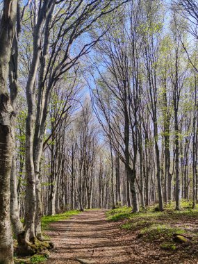 Bahar manzarası Vitosha Dağı, Sofya Şehir Bölgesi, Bulgaristan