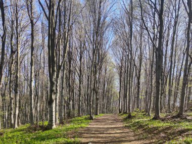 Bahar manzarası Vitosha Dağı, Sofya Şehir Bölgesi, Bulgaristan