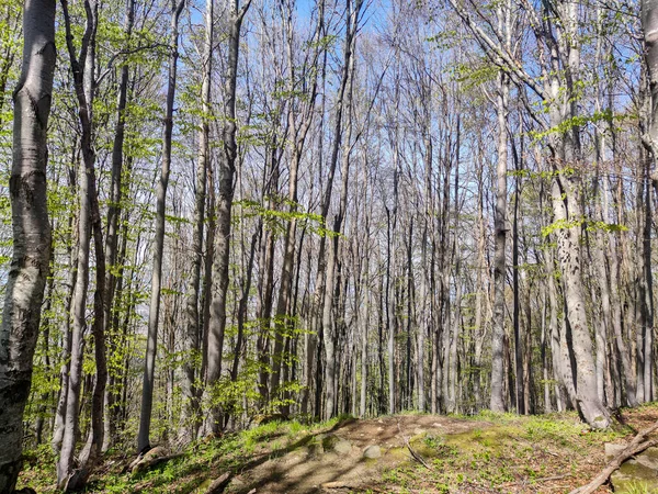 Vårlandskap Vitosha Mountain Sofia City Region Bulgarien — Stockfoto