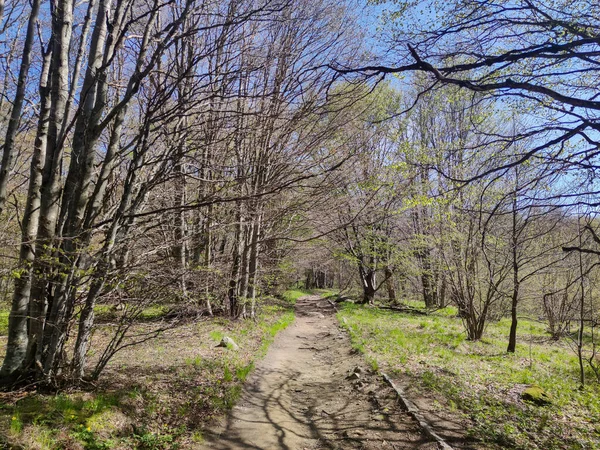 Vårlandskap Vitosha Mountain Sofia City Region Bulgarien — Stockfoto