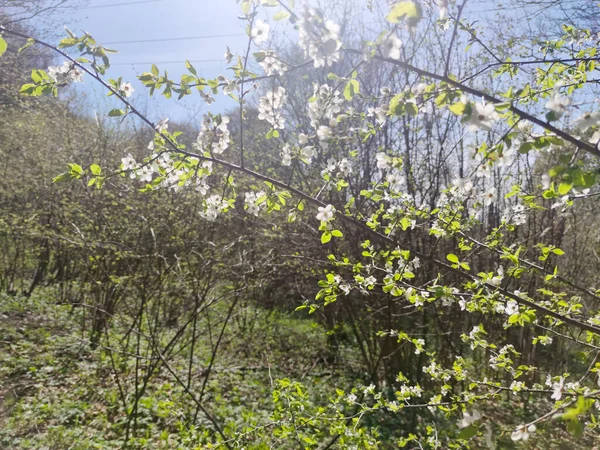 Весенний Пейзаж Горы Витоша Софийский Район Болгария — стоковое фото