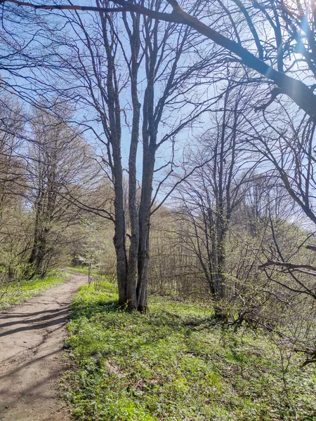 Spring Landscape of Vitosha Mountain, Sofia City Region, Bulgaria