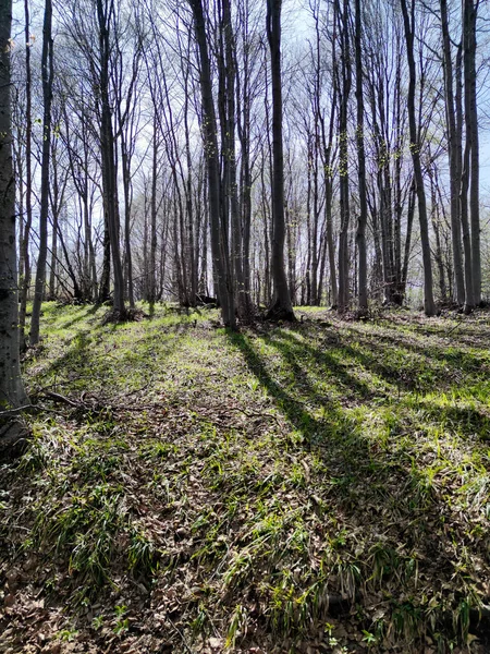 Весенний Пейзаж Горы Витоша Софийский Район Болгария — стоковое фото