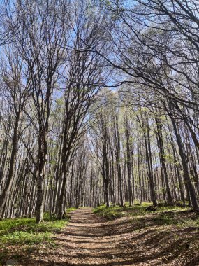 Bulgaristan 'ın Sofya Şehir Bölgesi' ndeki Vitosha Dağı 'nın şaşırtıcı bahar manzarası