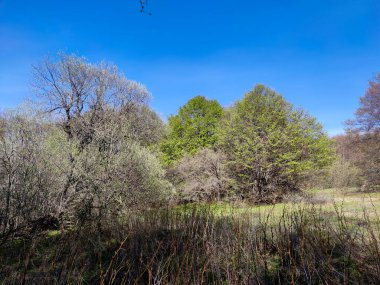 Bulgaristan 'ın Sofya Şehir Bölgesi' ndeki Vitosha Dağı 'nın şaşırtıcı bahar manzarası