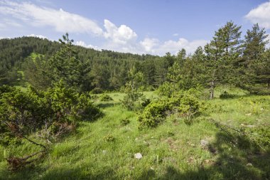 Bulgaristan 'ın Filibe Bölgesi' nin Dobrostan köyü yakınlarındaki Rodop Dağları manzarası