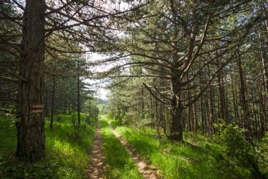 Bulgaristan 'ın Filibe Bölgesi' nin Dobrostan köyü yakınlarındaki Rodop Dağları manzarası