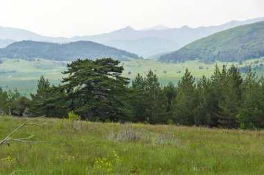Bulgaristan 'ın Filibe Bölgesi' nin Dobrostan köyü yakınlarındaki Rodop Dağları manzarası