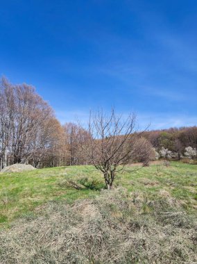 Bahar manzarası Vitosha Dağı, Sofya Şehir Bölgesi, Bulgaristan