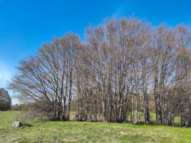 Bahar manzarası Vitosha Dağı, Sofya Şehir Bölgesi, Bulgaristan