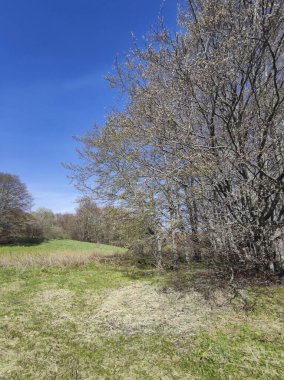 Bahar manzarası Vitosha Dağı, Sofya Şehir Bölgesi, Bulgaristan