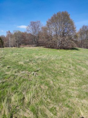 Bahar manzarası Vitosha Dağı, Sofya Şehir Bölgesi, Bulgaristan