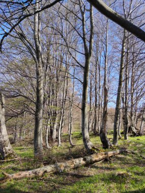 Bahar manzarası Vitosha Dağı, Sofya Şehir Bölgesi, Bulgaristan