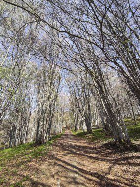 Bahar manzarası Vitosha Dağı, Sofya Şehir Bölgesi, Bulgaristan