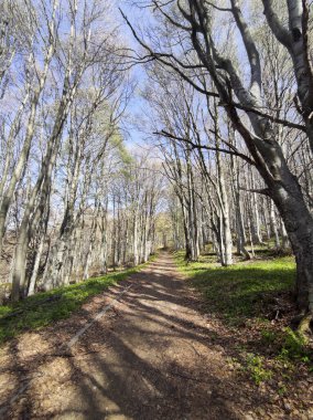 Bahar manzarası Vitosha Dağı, Sofya Şehir Bölgesi, Bulgaristan