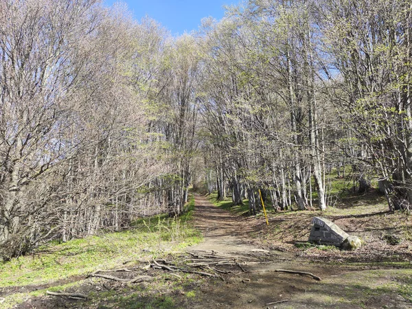 Vårlandskap Vitosha Mountain Sofia City Region Bulgarien — Stockfoto