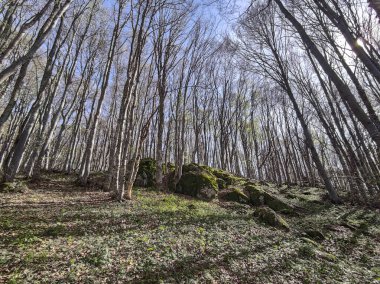 Bahar manzarası Vitosha Dağı, Sofya Şehir Bölgesi, Bulgaristan
