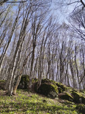 Bahar manzarası Vitosha Dağı, Sofya Şehir Bölgesi, Bulgaristan
