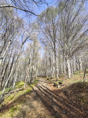 Bahar manzarası Vitosha Dağı, Sofya Şehir Bölgesi, Bulgaristan