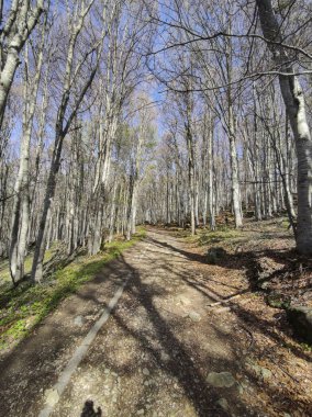 Bahar manzarası Vitosha Dağı, Sofya Şehir Bölgesi, Bulgaristan