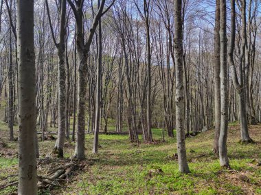 Bahar manzarası Vitosha Dağı, Sofya Şehir Bölgesi, Bulgaristan