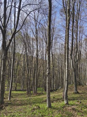 Bahar manzarası Vitosha Dağı, Sofya Şehir Bölgesi, Bulgaristan