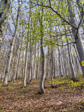 Bahar manzarası Vitosha Dağı, Sofya Şehir Bölgesi, Bulgaristan