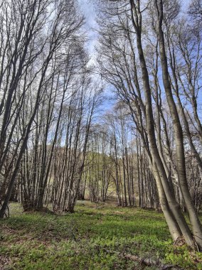 Bahar manzarası Vitosha Dağı, Sofya Şehir Bölgesi, Bulgaristan