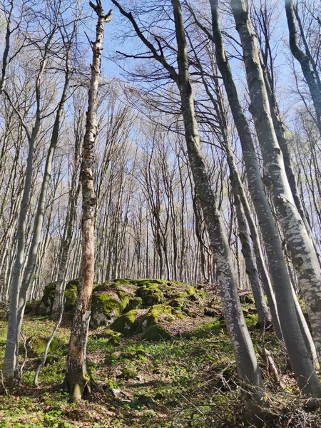 Bahar manzarası Vitosha Dağı, Sofya Şehir Bölgesi, Bulgaristan