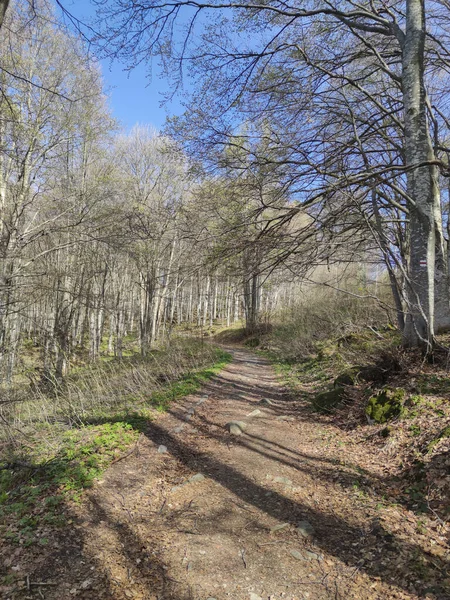 Vårlandskap Vitosha Mountain Sofia City Region Bulgarien — Stockfoto