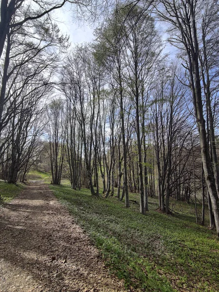Wiosenny Krajobraz Góry Vitosha Obwód Sofijski Bułgaria — Zdjęcie stockowe
