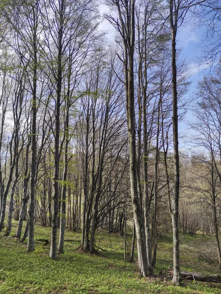 Bahar manzarası Vitosha Dağı, Sofya Şehir Bölgesi, Bulgaristan