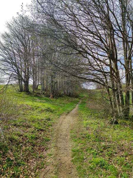 Bahar manzarası Vitosha Dağı, Sofya Şehir Bölgesi, Bulgaristan