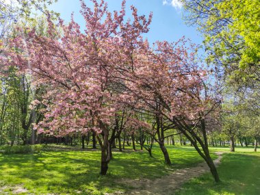 SOFYA, BULGARIA - 27 Nisan 2020: Bulgaristan 'ın Sofya kentindeki South Park' ın bahar manzarası