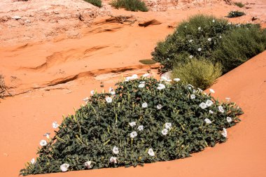 Çöl Ocatillo Bush