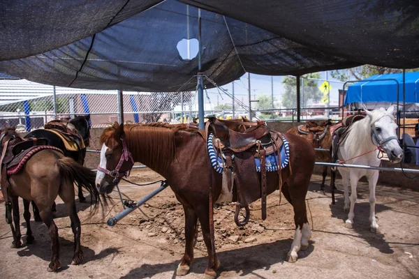 Paseos en pony en el parque —  Fotos de Stock