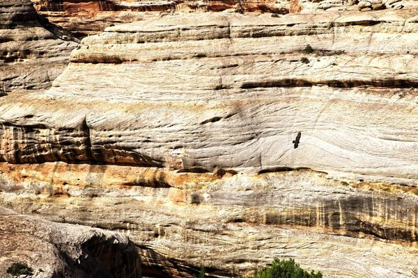 Cuervo Eleva Por Encima Del Antiguo Cauce Del Río Erosionado — Foto de Stock