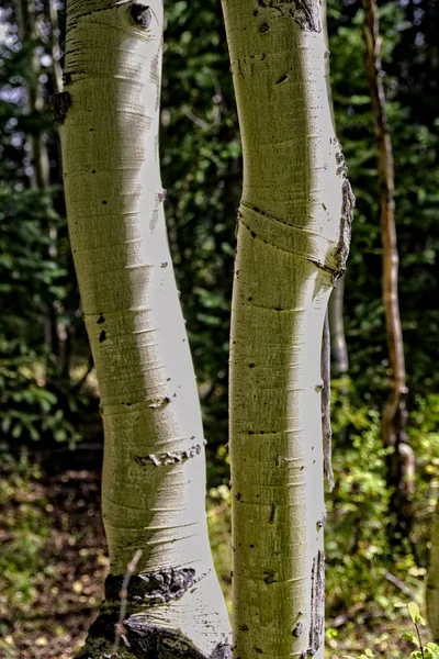 Аспен Стволы Деревьев Свете Тени — стоковое фото