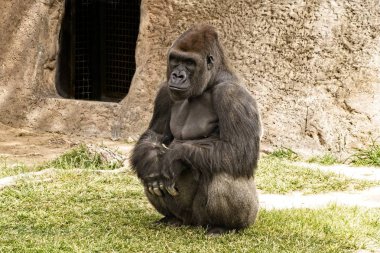 Yalnız düşüncede oturan goril