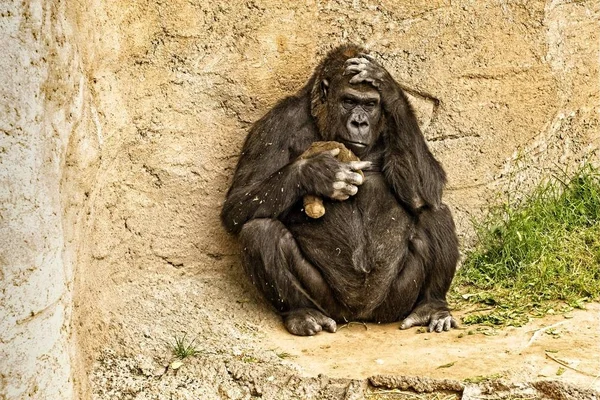 Bir Lonesome Maymun Bir Hayvanat Bahçesi — Stok fotoğraf