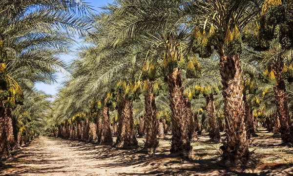 Desert Date Palms Ready Harvest — Stock Photo, Image