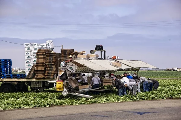 Salinas July 2010 Farm Workers Toil Lettuce Field Bring Harvest — Stock Photo, Image