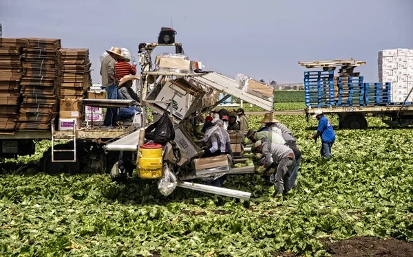 Salinas Július 2010 Mezőgazdasági Dolgozók Küszködik Saláta Mezőben Hogy Betakarítás — Stock Fotó