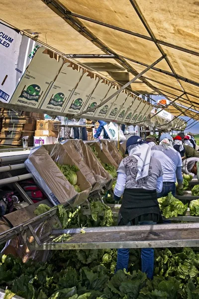 Salinas Juli 2010 Landarbeiter Schuften Auf Dem Salatfeld Die Ernte — Stockfoto