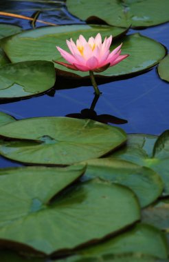 Zambak yastıkları ile pembe lotus çiçeği