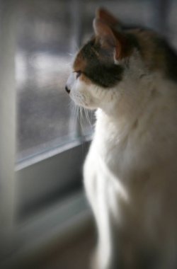 kedi pencereden dışarı bakıyor.