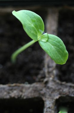 Young Seedling