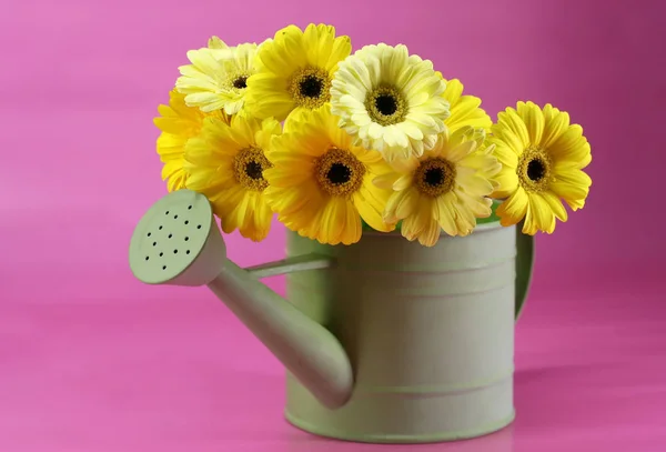 Une Boîte Arrosage Remplie Gerbera Jaunes — Photo